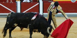 Alejandro Talavante con el primer Torrestrella de su lote. (FOTO:Ana López/Burladero.com)